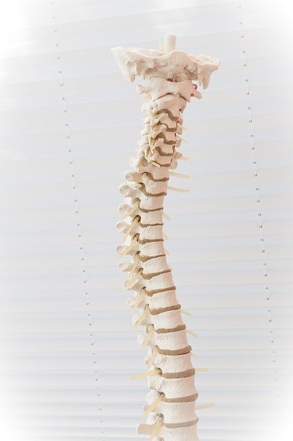 healthy spine is a flexible spine