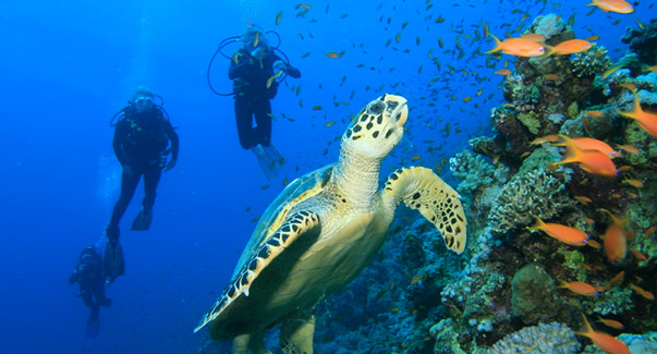 scuba-diving-san-andres